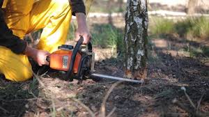 Best Hazardous Tree Removal  in Amesti, CA