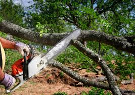 Trusted Amesti, CA Tree Services Experts