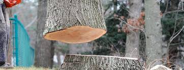 How Our Tree Care Process Works  in  Amesti, CA