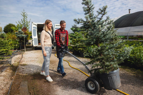Best Lawn Drainage Solutions  in Amesti, CA